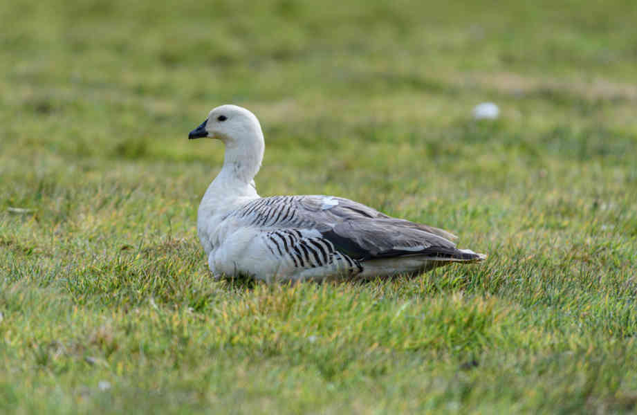 Ganso de Montaña - islas Falkland o Malvinas 04.jpg